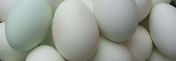 鸭蛋不能和什么一起吃