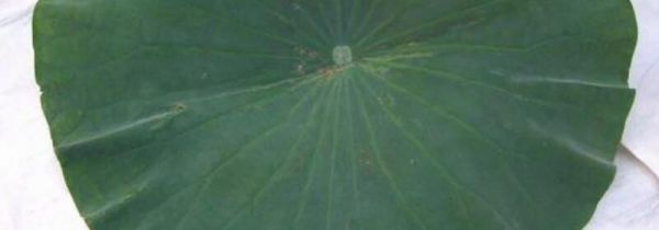 鲜荷叶怎样晒干并能发绿