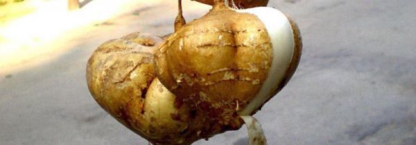 凉薯和什么相克