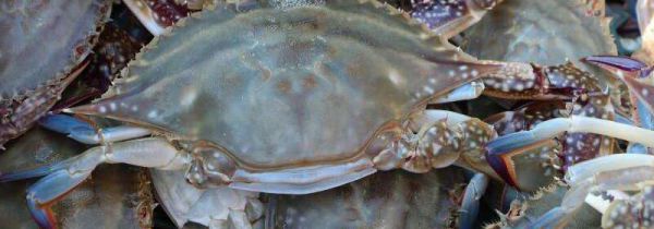 飞蟹不能和什么一起吃