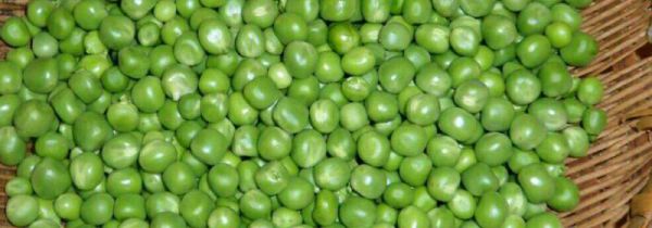 青豆不能和什么一起吃