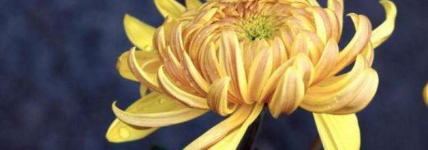 金兰菊叶茶的功效