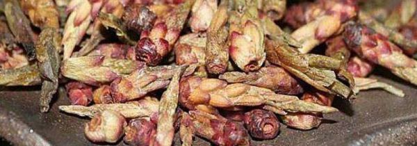 雀嘴茶的功效与禁忌