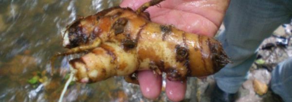 野山姜与野生姜的区别