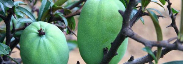 酸木瓜可以直接吃吗