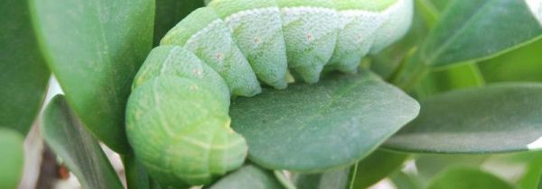 豆丹的营养价值与禁忌