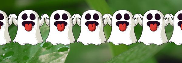 家里为什么不能放绿萝