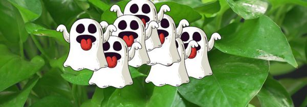 一棵绿萝七个鬼