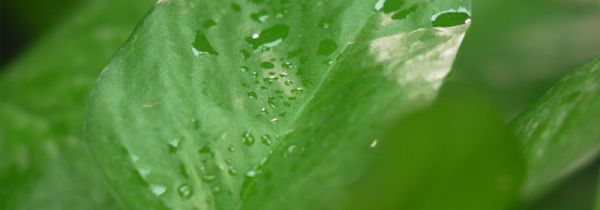 绿萝的养殖方法和注意事项