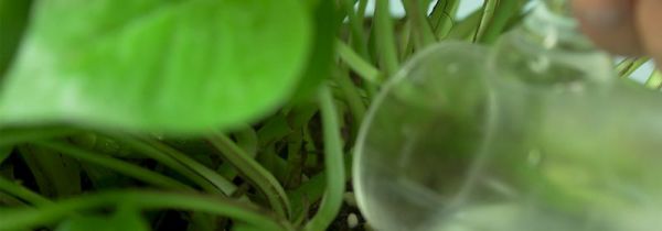 绿萝几天浇一次水