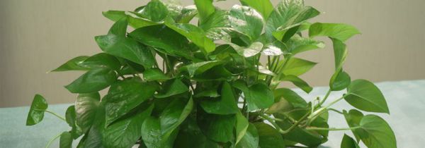 绿萝能放在卧室吗