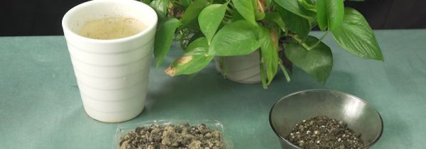 绿萝怎么换盆换土视频