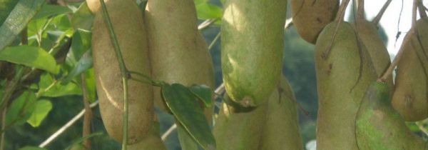 八月瓜的籽能吃吗