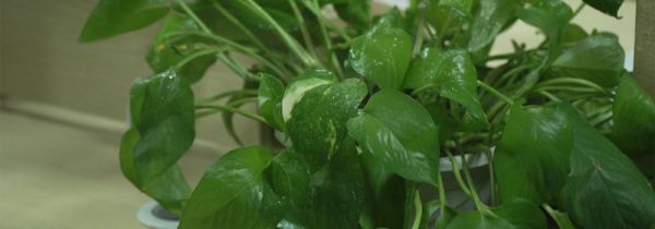 水培绿萝叶子发黄怎么办