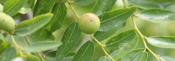野山枣泡水的方法