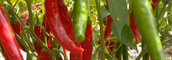 辣椒腌制能不能放一年