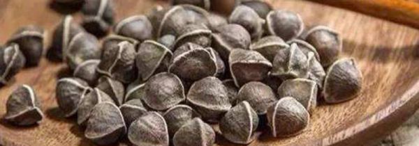 辣木籽与什么相克