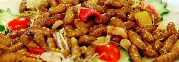 蚕虫的功效与作用吃法