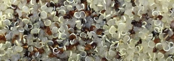 藜麦泡完发芽能吃吗