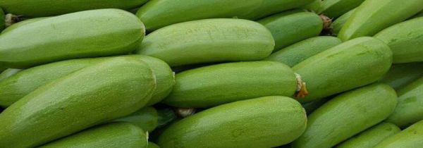 西葫芦的禁忌人群