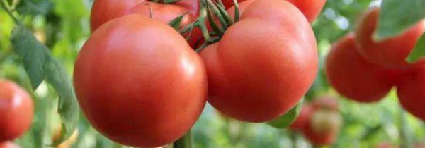 西红柿和山药能一起吃吗