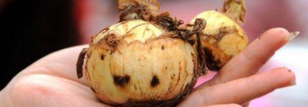 茨菇的功效与作用及食用方法