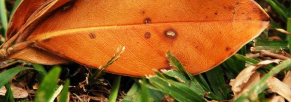 落叶是什么垃圾