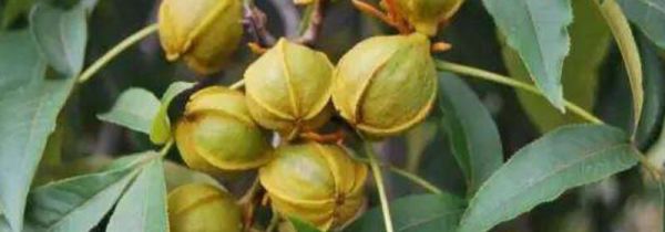 野生山核桃的功效与作用