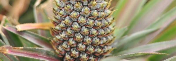 菠萝能瘦肚子吗