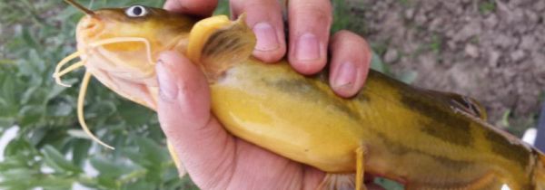 什么人不能吃黄辣丁