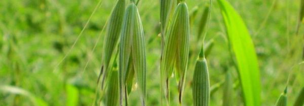 燕麦需要多少度的水