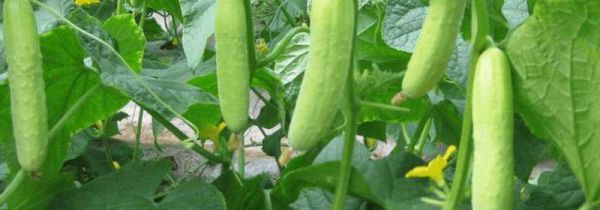 芒种可以种什么蔬菜