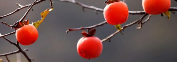 药可以和柿子能一起吃吗?