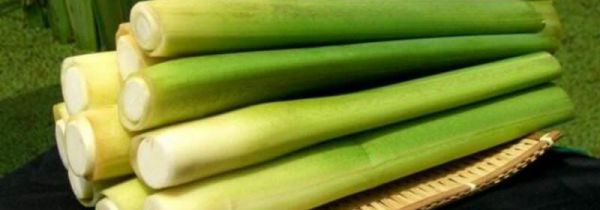 茭白和胡萝卜能一起吃吗