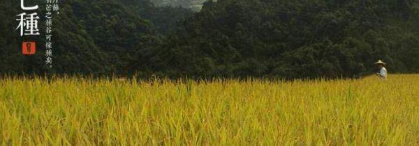 芒种可以种玉米吗