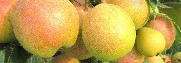 苹果籽可以吃吗