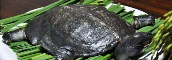 甲鱼和螃蟹能一起吃吗?