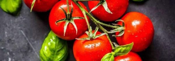 番茄的食用禁忌