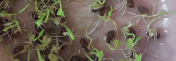 红豆芽可以吃吗