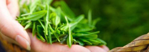 紫阳富硒茶的功效与作用