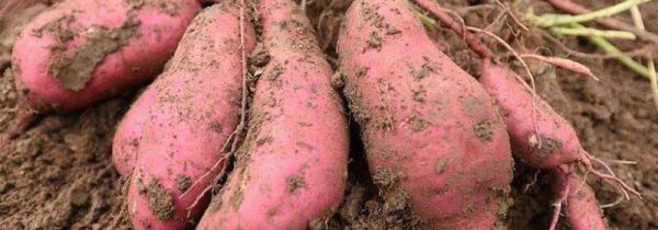 红薯玉米可以一起吃吗