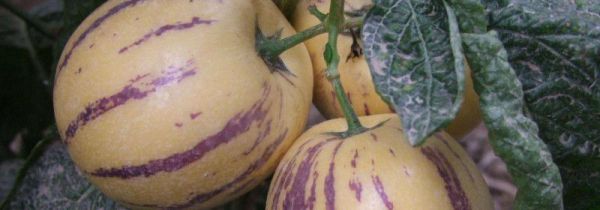 人参果需要放软再吃吗