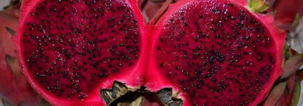 火龙果和西瓜哪个糖分高