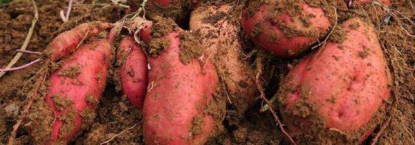 红薯牛奶鸡蛋能同吃吗