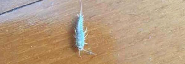 空气中飞的小白虫对人有危害吗