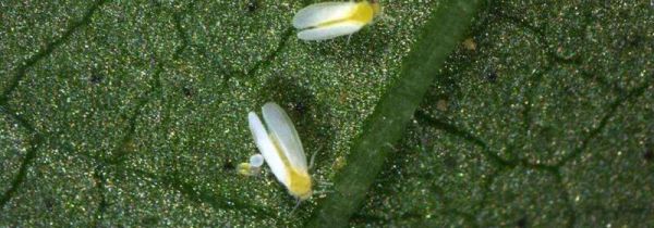 空气中的小白虫是什么东西