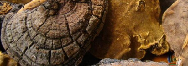 桑黄和灵芝的区别