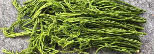 东北臭菜怎么吃