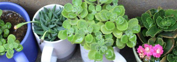 一抹香摆什么地方聚财