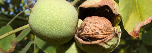 核桃胶可以天天吃吗